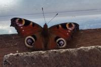 Aglais io
