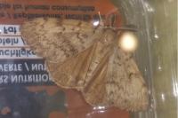 Lymantria dispar