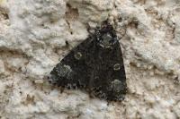 Craniophora ligustri