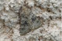 Hecatera dysodea