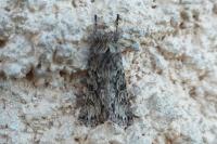 Xylocampa areola
