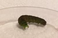 Phlogophora meticulosa
