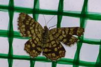Chiasmia clathrata