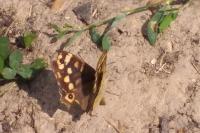 Pararge aegeria