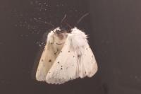 Spilosoma lubricipeda
