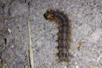 Lymantria dispar