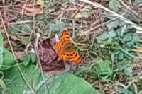 Polygonia c-album