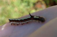 Acronicta psi