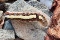 Acronicta psi