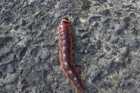Cossus cossus