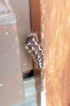 Acronicta rumicis
