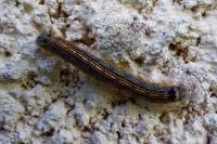 Malacosoma neustria