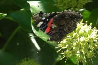 Vanessa atalanta