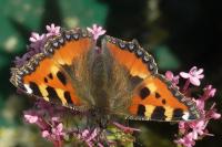 Aglais urticae