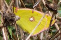 Colias crocea