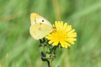 Colias alfacariensis