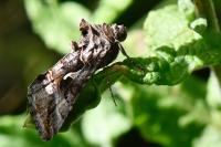 Autographa gamma