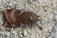 Noctua janthe/janthina