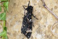 Acherontia atropos