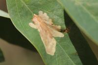 Parectopa robiniella