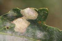 Tischeria ekebladella