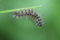 Spilosoma lubricipeda