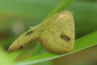 Rivula sericealis