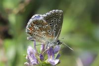 Lysandra bellargus