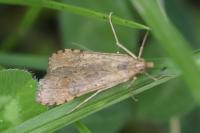 Nomophila noctuella