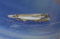 Crambus pascuella