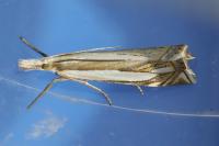 Crambus pascuella