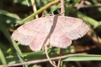 Scopula rubiginata
