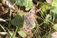 Carcharodus alceae alceae