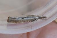 Agriphila inquinatella