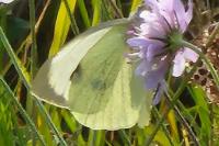 Pieris brassicae