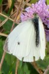 Pieris rapae