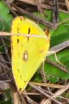 Colias crocea