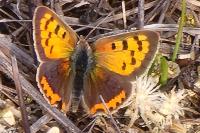 Lycaena phlaeas