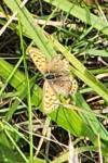 Lycaena tityrus