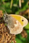 Coenonympha pamphilus