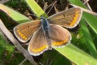 Aricia agestis