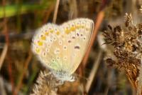 Polyommatus icarus