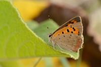 Lycaena phlaeas