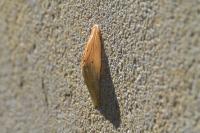 Zygaena