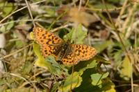 Boloria dia