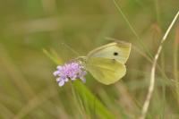 Pieris rapae