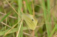 Pieris rapae