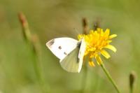 Pieris rapae