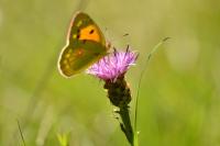 Colias crocea