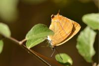Thecla betulae